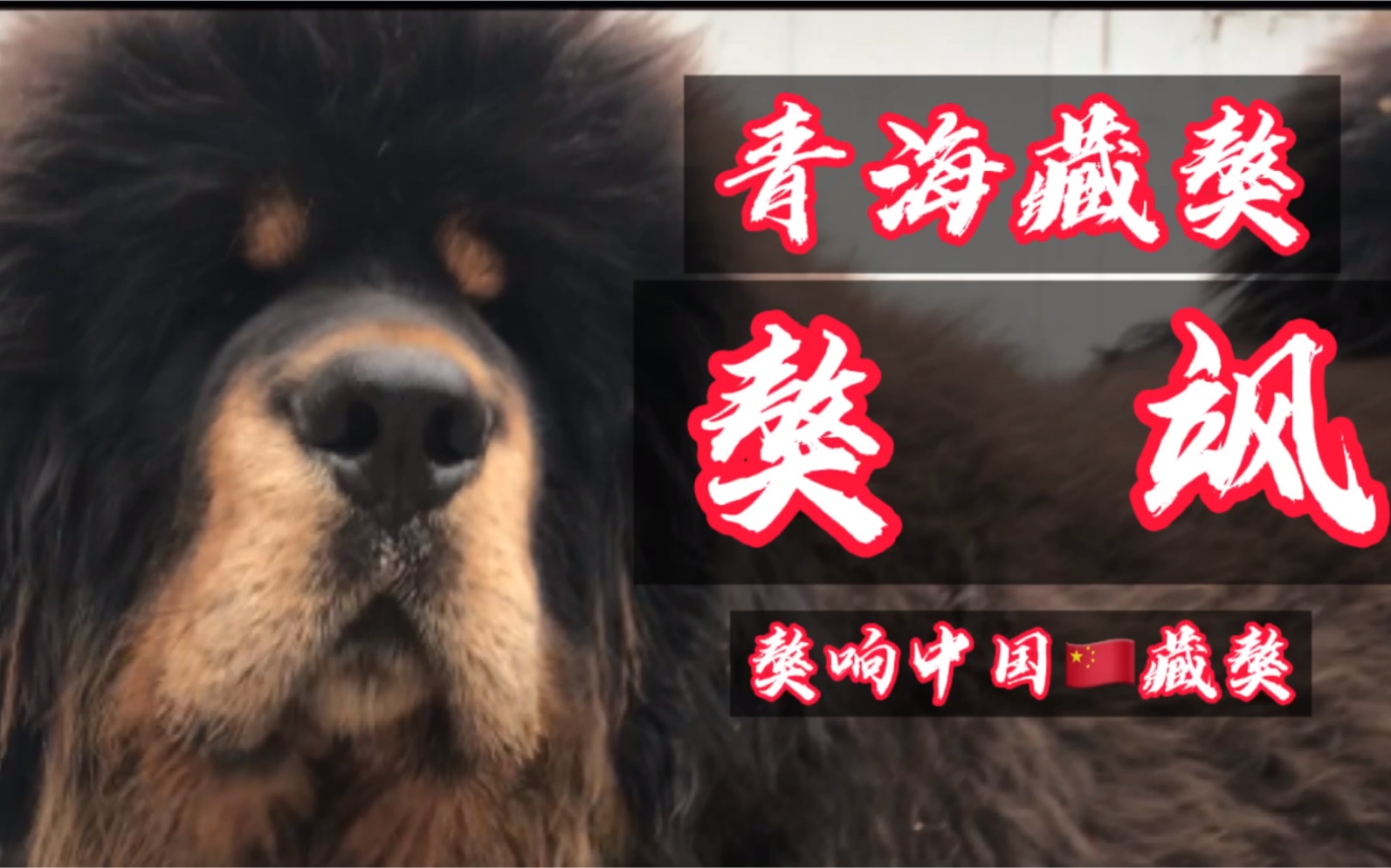 【藏獒】青海原生藏獒之獒响中国藏獒基地獒飒哔哩哔哩bilibili