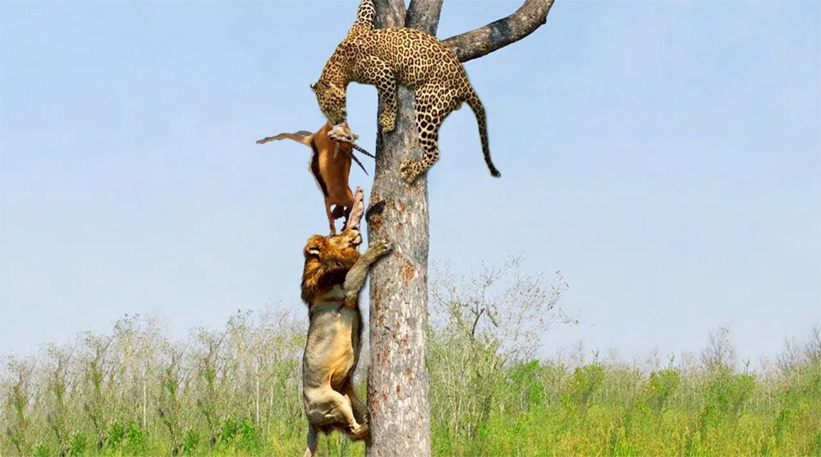 狮子爬上树从豹子口中抢走猎物-花豹的捕猎方法真的很特殊!
