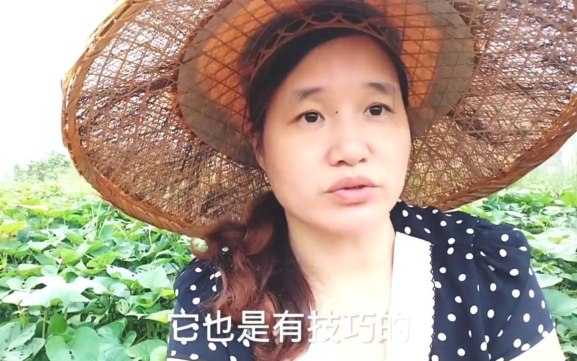 葱什么时候种好?农村大姐用这个方法栽葱,出苗齐长势好哔哩哔哩bilibili