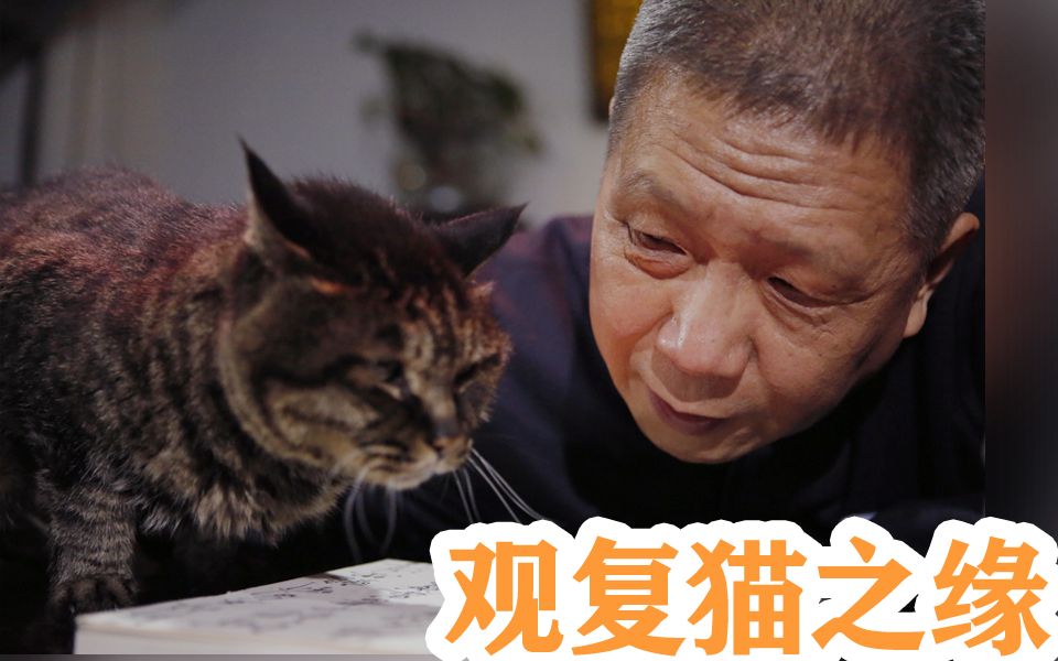 [图]观复博物馆为什么会有30多只猫？马未都亲口告诉你