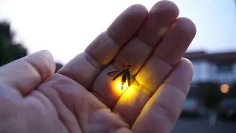 在家里养萤火虫是一种什么样的体验？