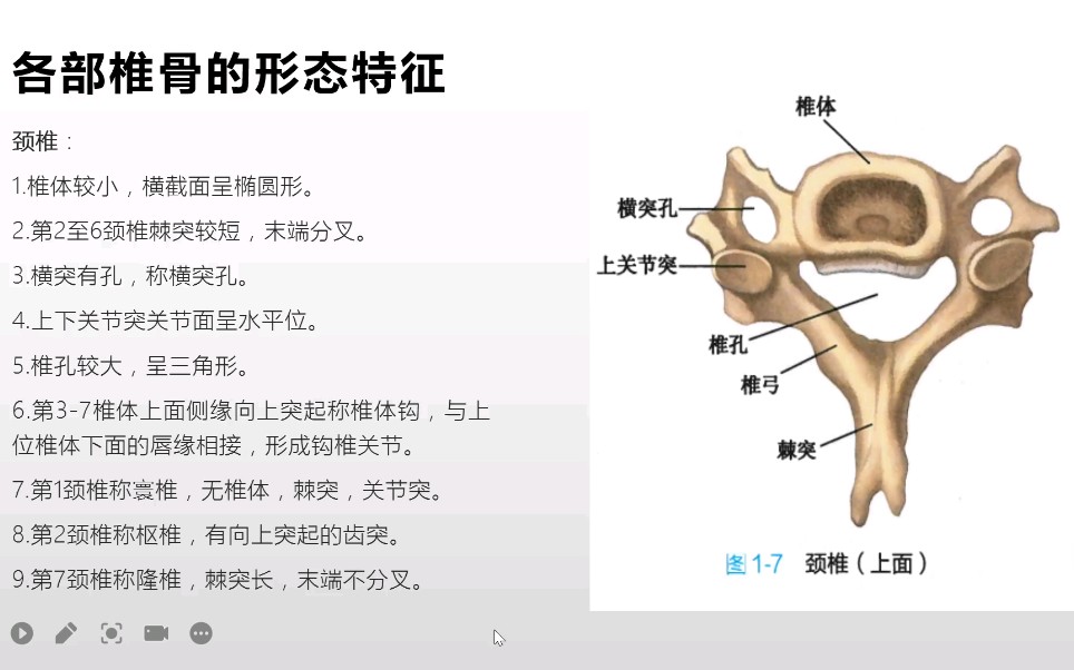 系统解剖学中轴骨之躯干骨1(重点知识的理解和记忆)哔哩哔哩bilibili