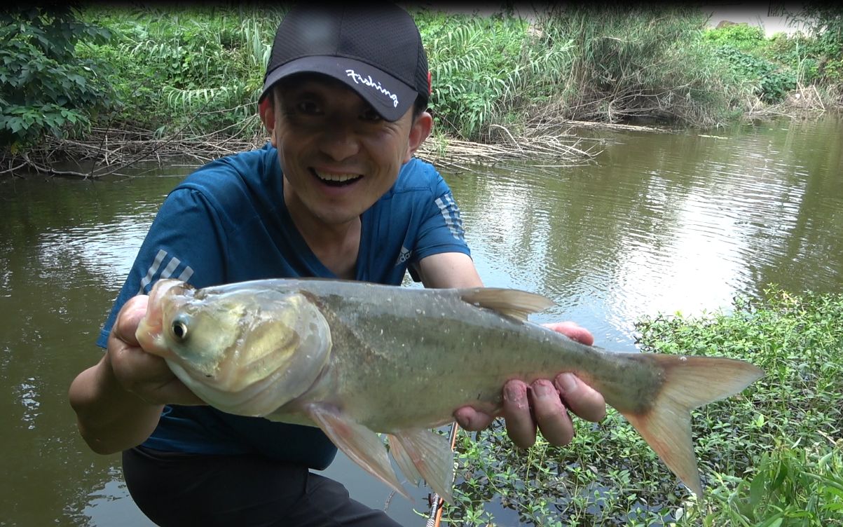 天元邓刚浮钓鲢鳙,狂拔小河沟,别眨眼呀!