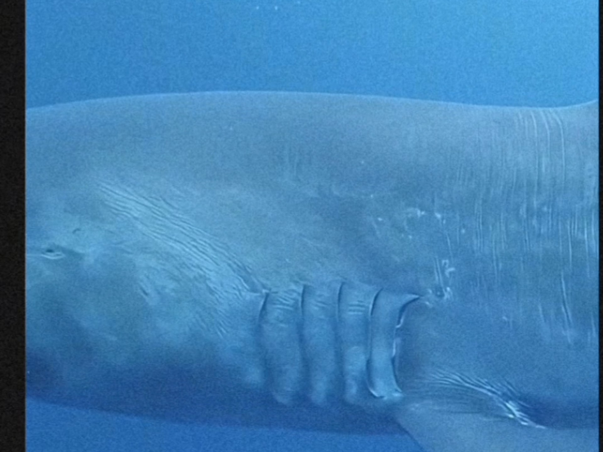 巨口鲨是十分稀有的掠食性鲨鱼