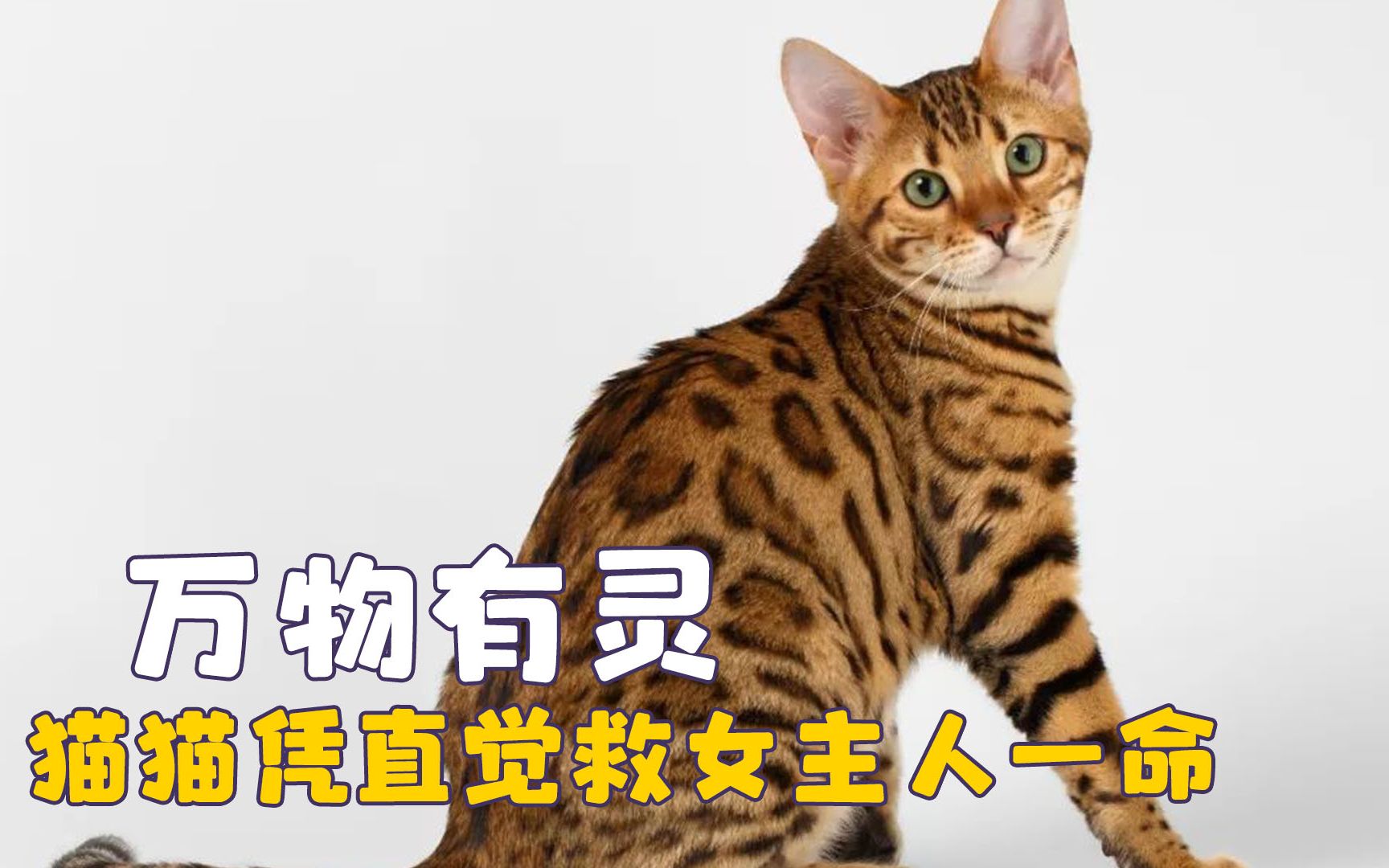 [图]或许万物皆有灵性，猫猫凭直觉救女主人一命，马儿安慰伤心女生