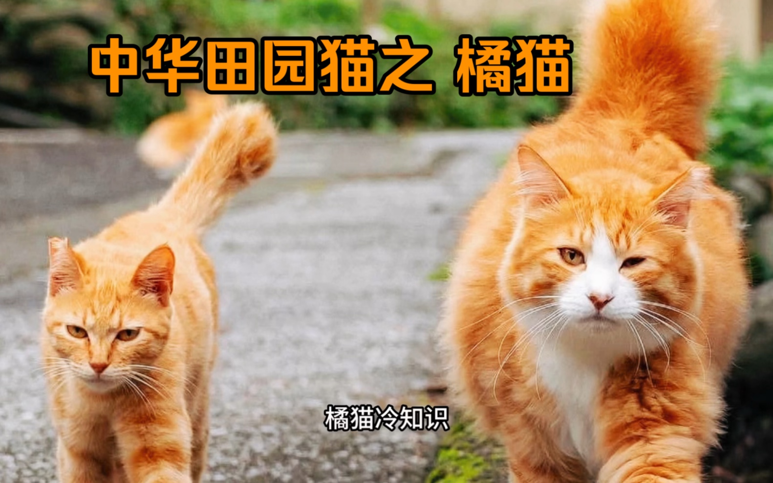 中华田园猫之 橘猫哔哩哔哩bilibili