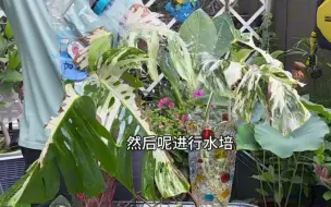 Скачать видео: 一棵白锦龟背竹，2年时间长了一大堆