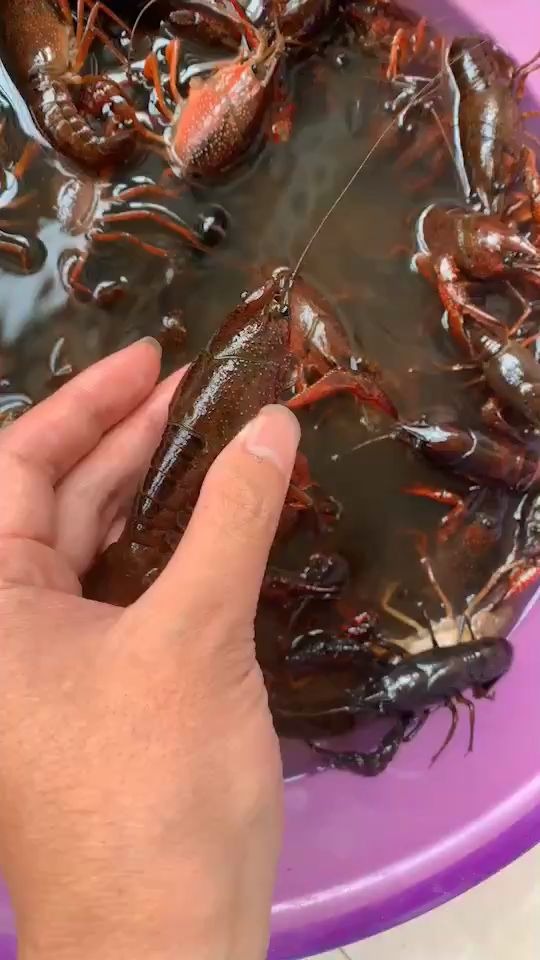 下河抓的小龙虾