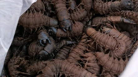 爬沙虫,水蜈蚣