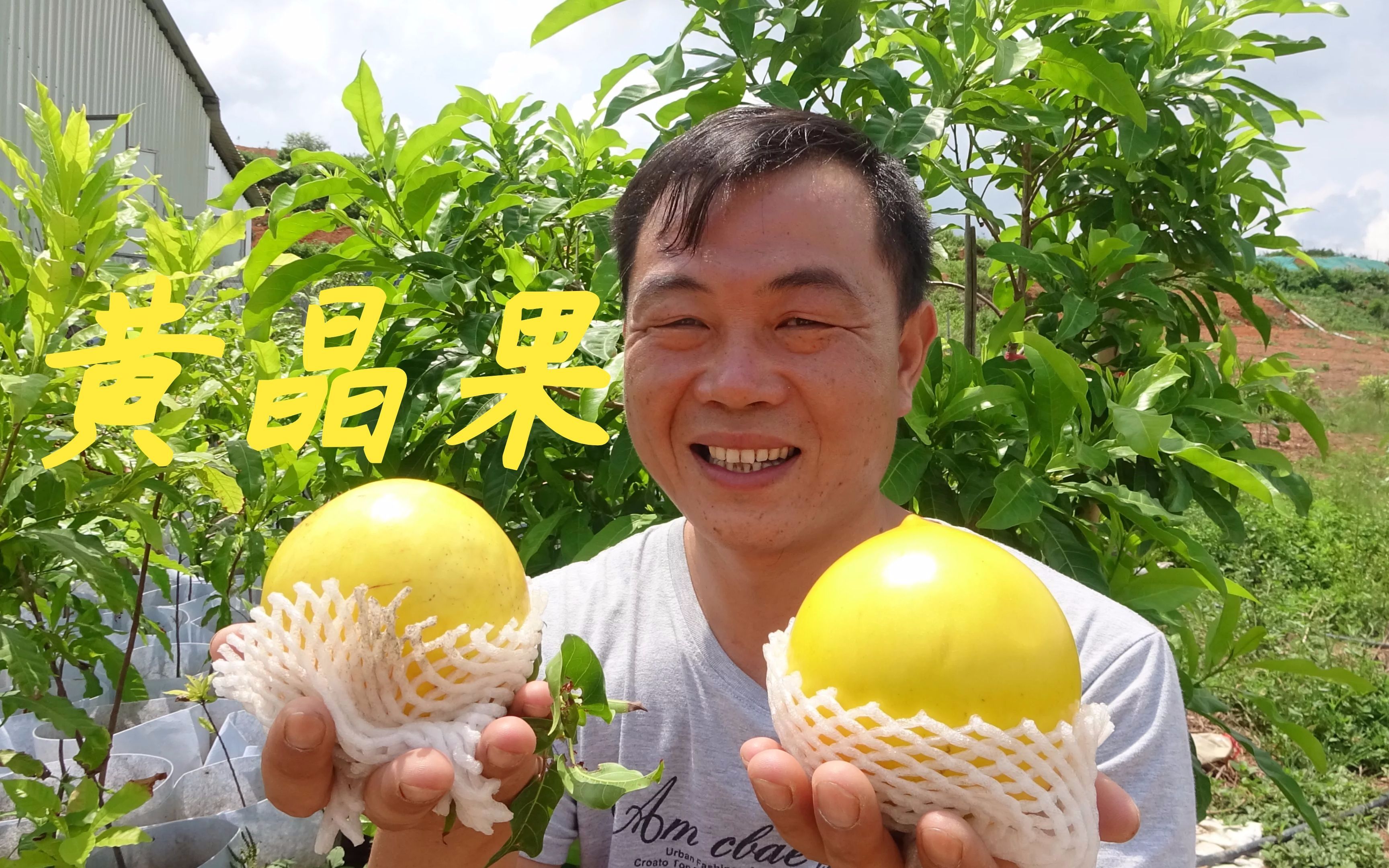 老林去参观新品种水果黄晶果,种下几个月就有回报,大家有吃过吗