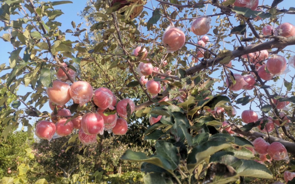 万荣苹果,助力乡村振兴