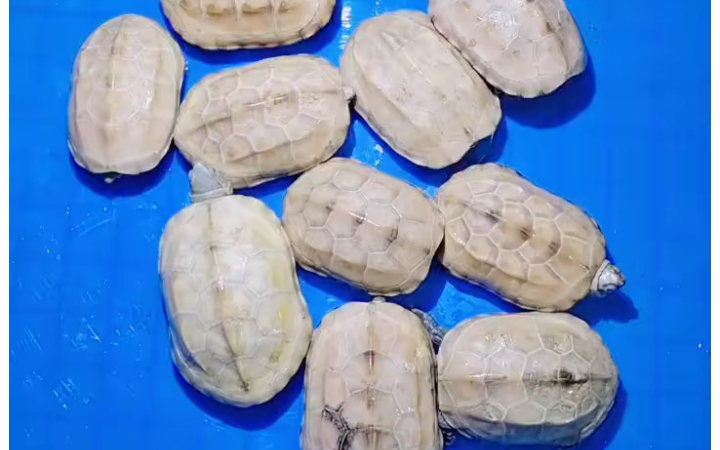 10条白玉草龟打包268米