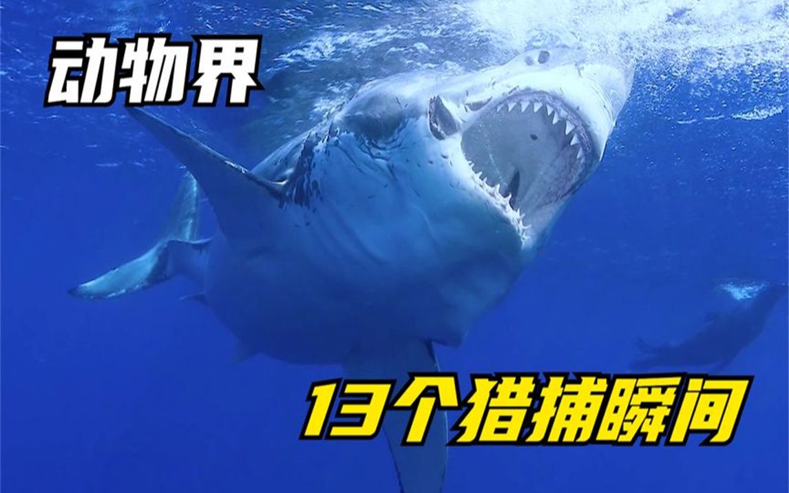 捕食者和被捕食者每天都在博弈!