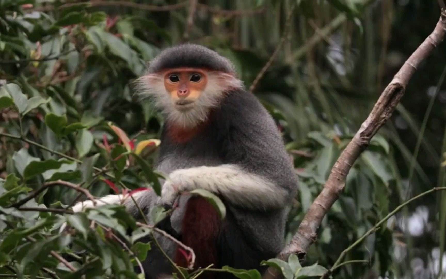 越南叶候 濒危物种 趁着消失前在多看一眼这种猴子吧