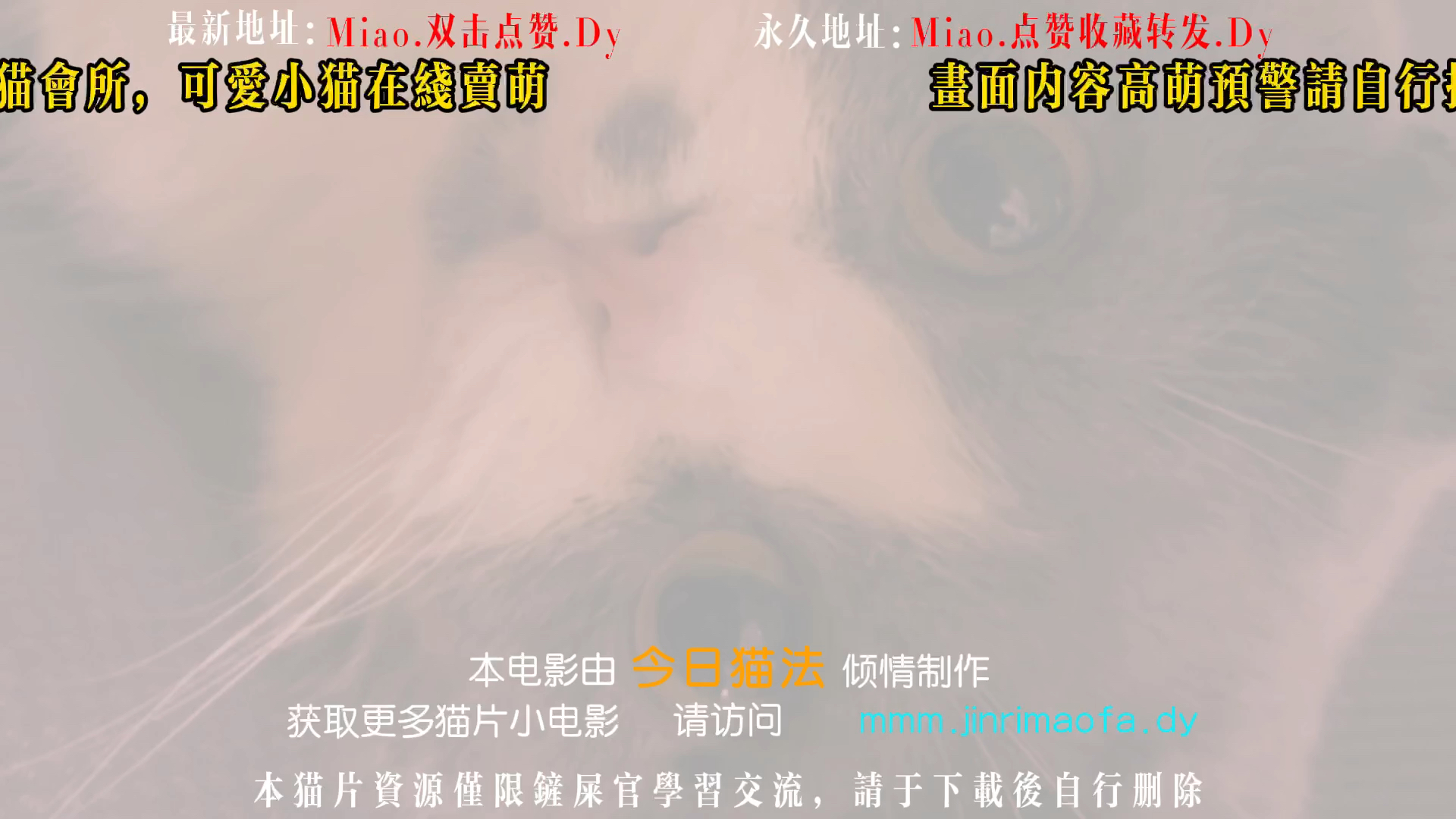 猫门葡京 性感猫官 在线发牌哔哩哔哩bilibili