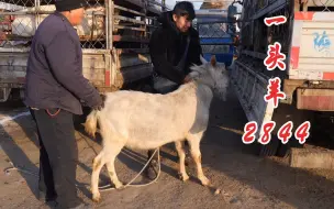 Скачать видео: 一头大公羊卖了2844，羊主人数钱乐坏了！