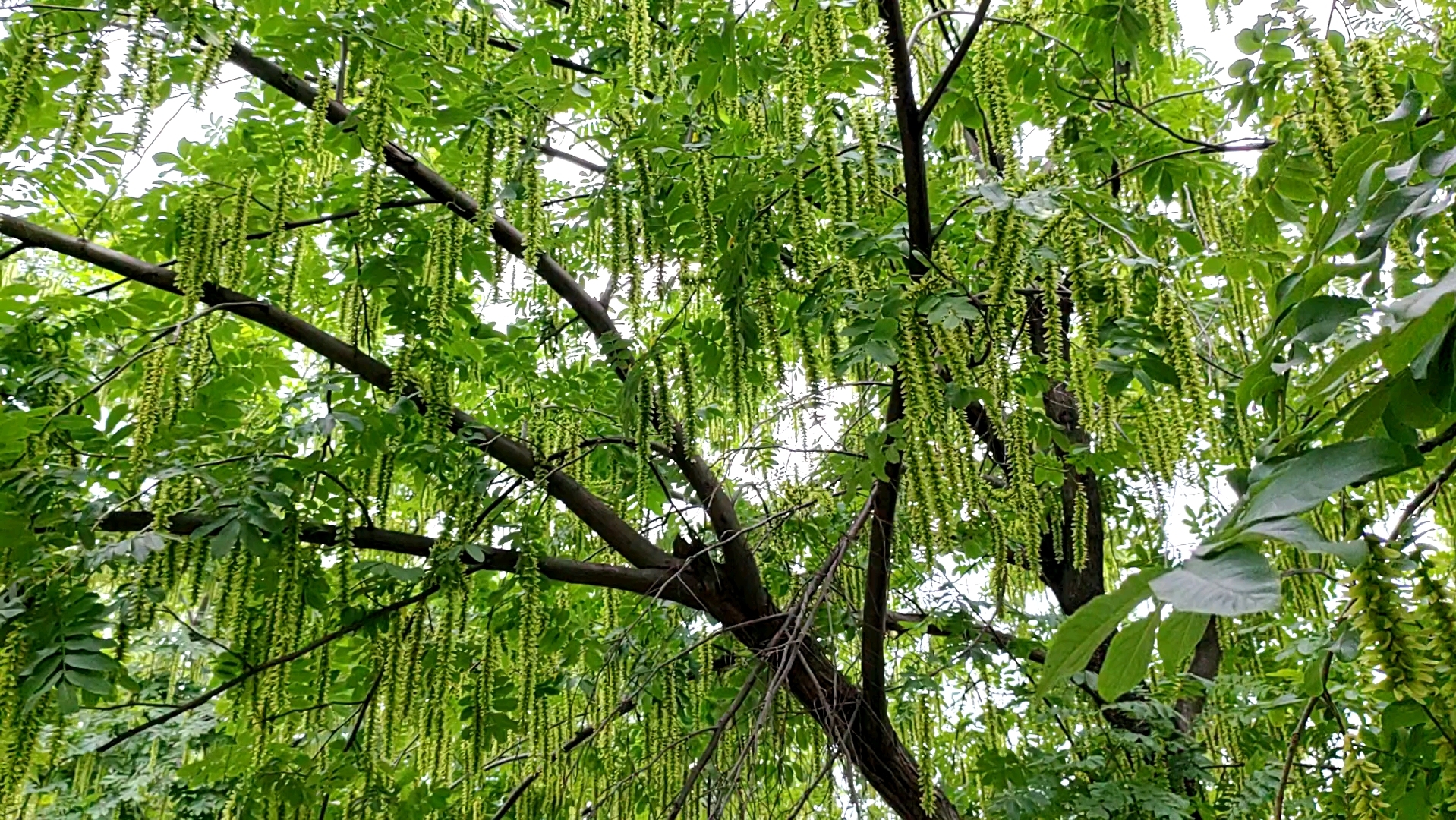 江邊楓楊 葉茂枝繁