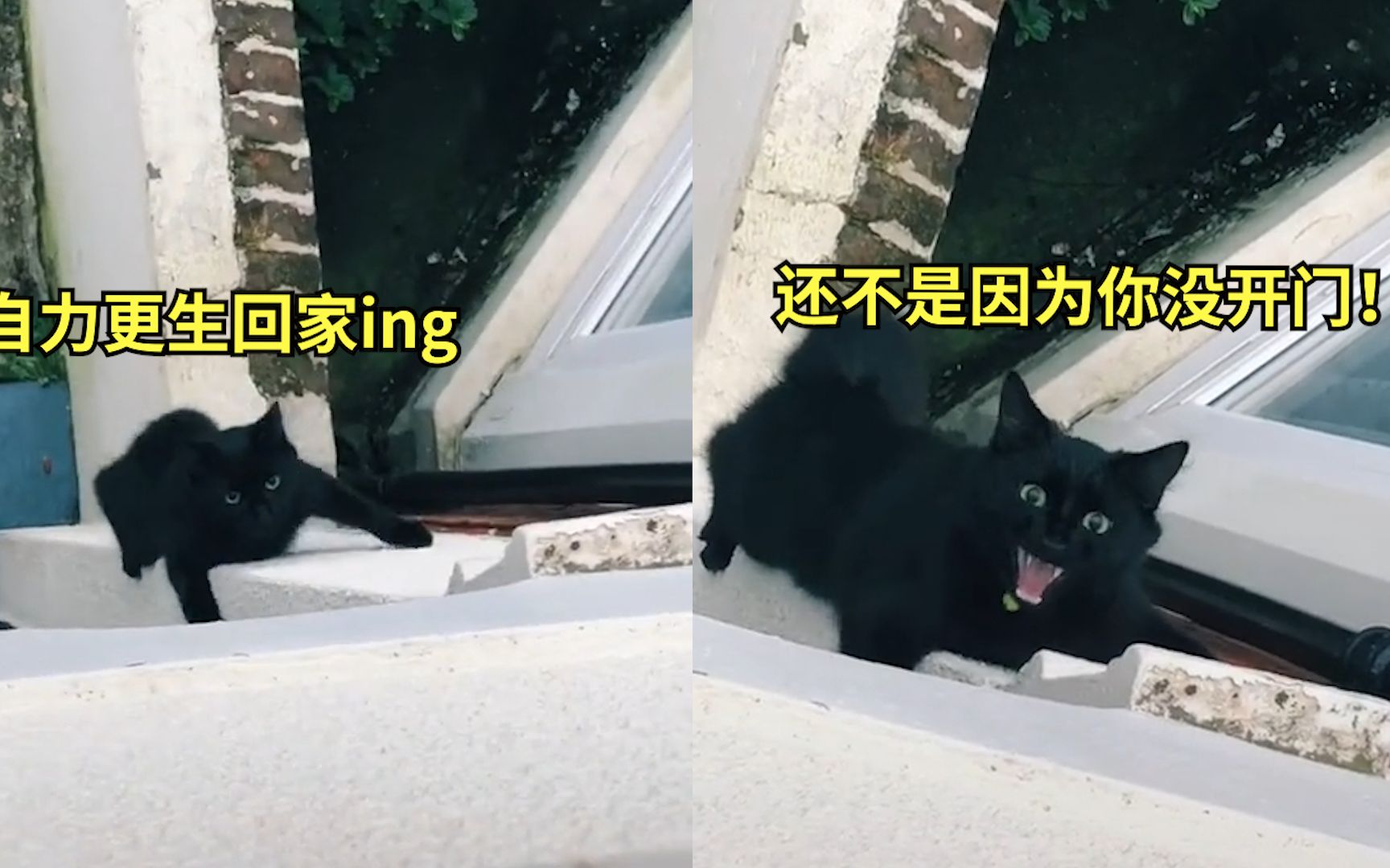 [图]猫咪不走寻常路飞檐走壁回家，网友笑翻：下次蜘蛛侠就由你出演