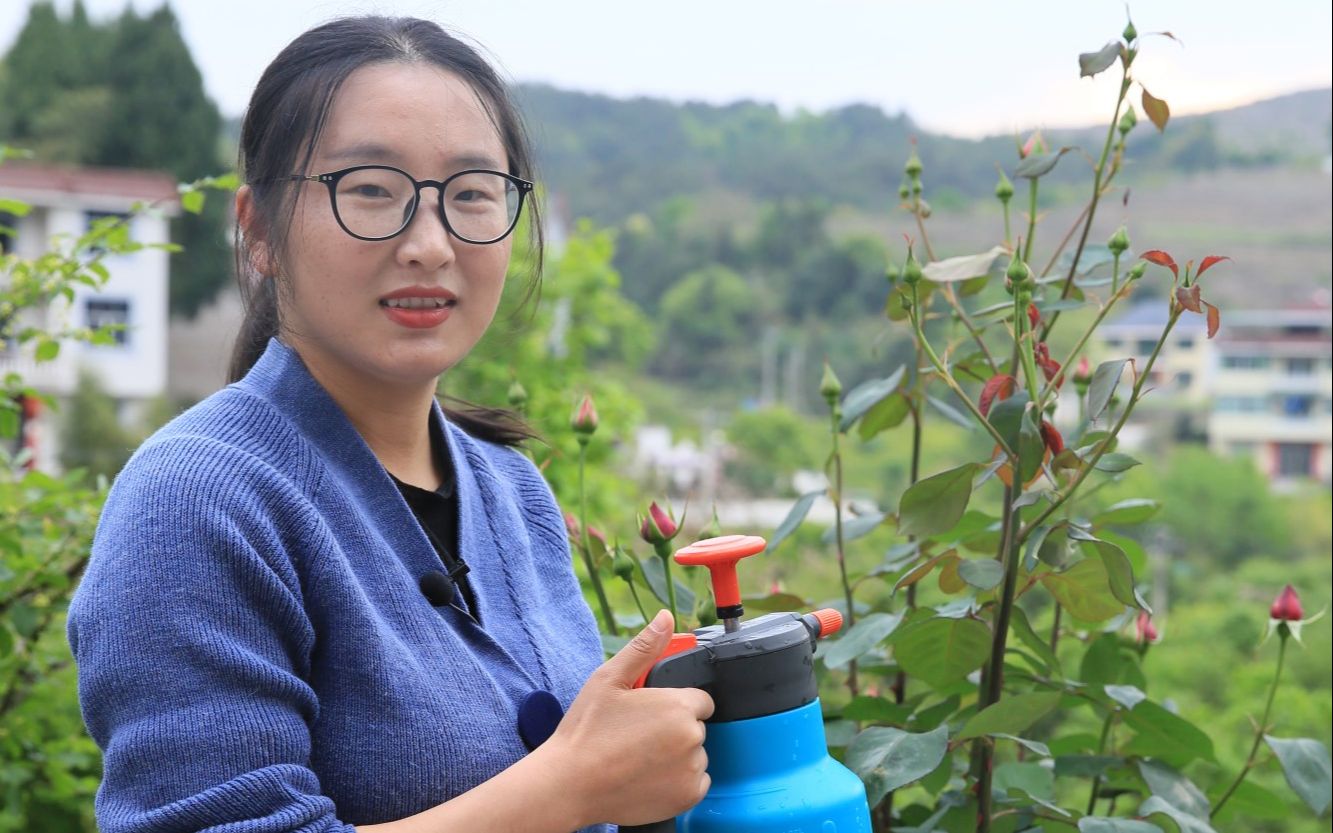 [图]月季花期防治病虫害，这两个药稳准狠