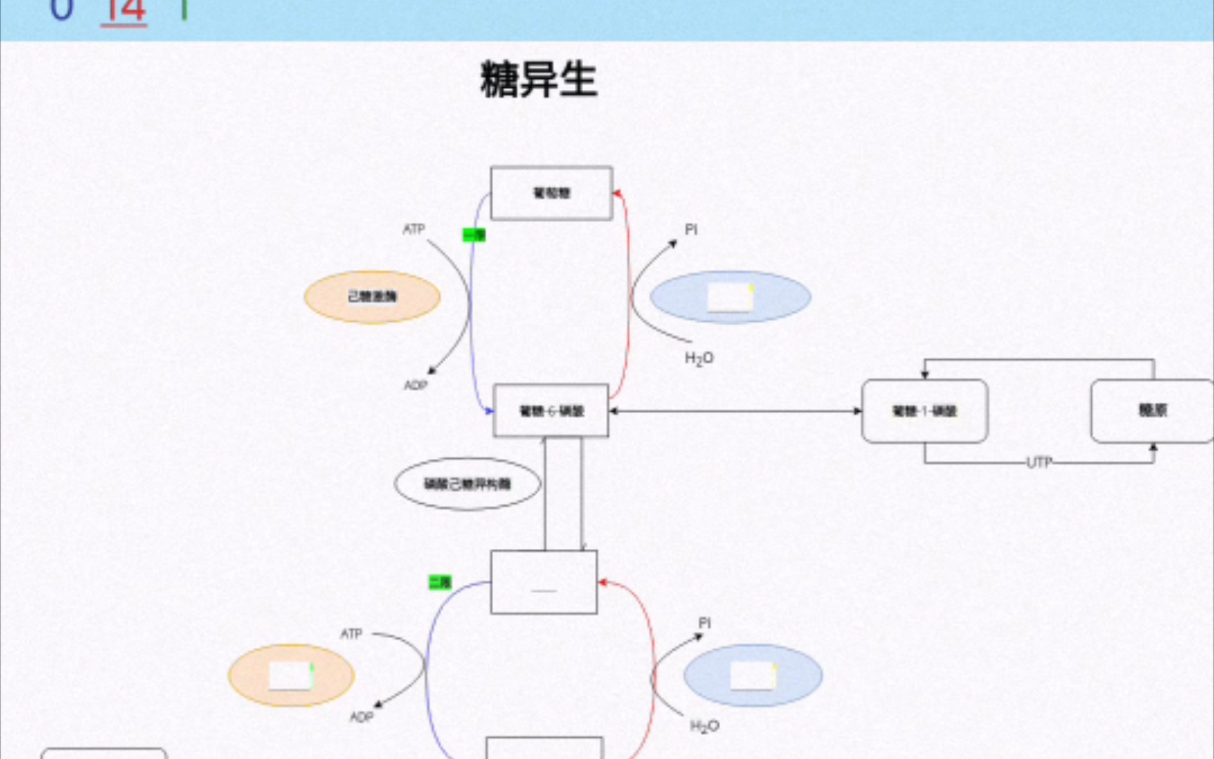 考研生化糖异生途径哔哩哔哩bilibili