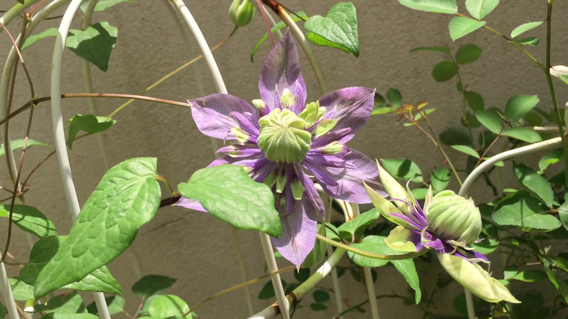 【楼底小花园】铁线莲大河初开~~华丽丽~但没叶子我的铁线莲都爆花了