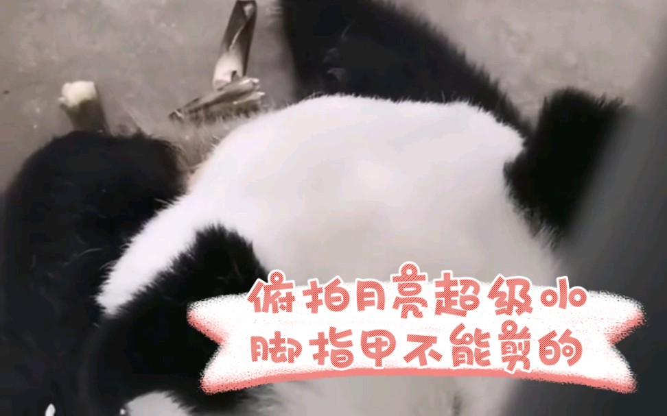 (熊猫月亮)奶妈在线俯拍月亮,月亮显得好小一只,熊猫为什么不剪脚指甲?奶妈述说理由哔哩哔哩bilibili