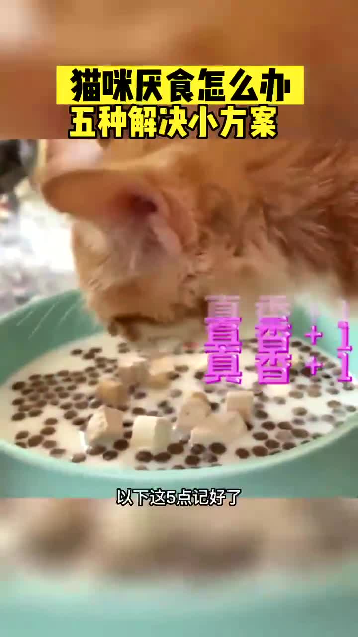 猫咪厌食怎么办?五种解决方法~哔哩哔哩bilibili