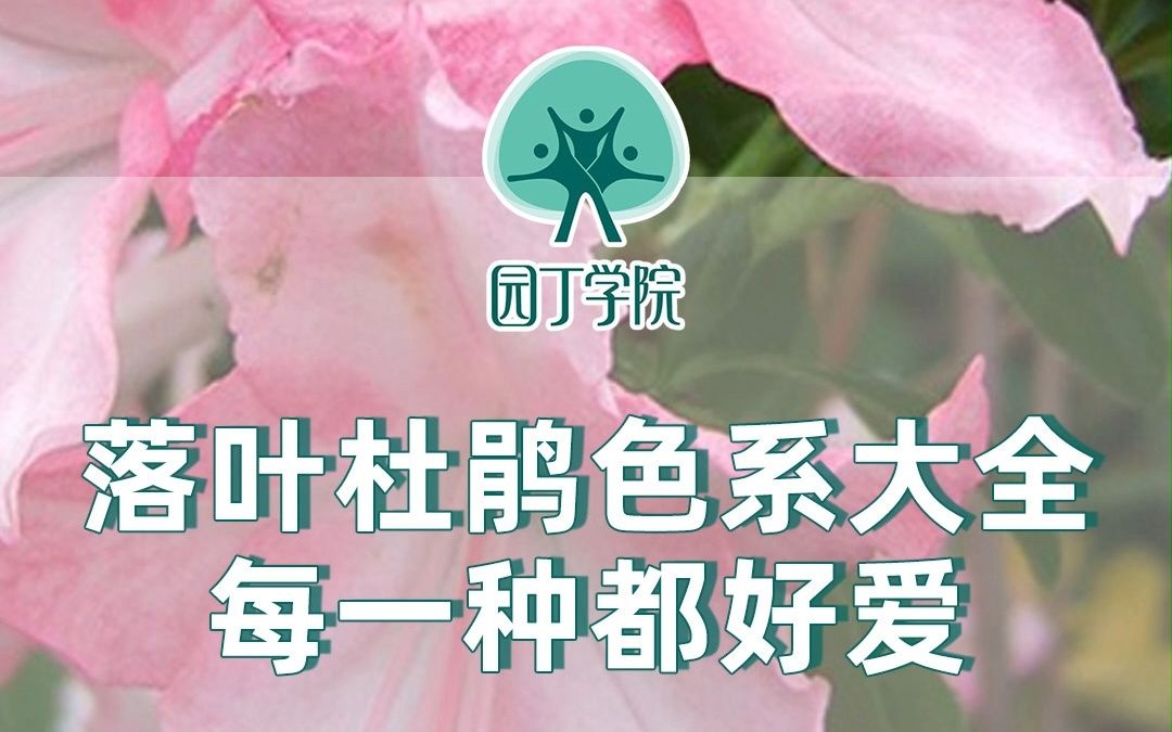 落叶杜鹃色系大全 每一种都好爱哔哩哔哩bilibili