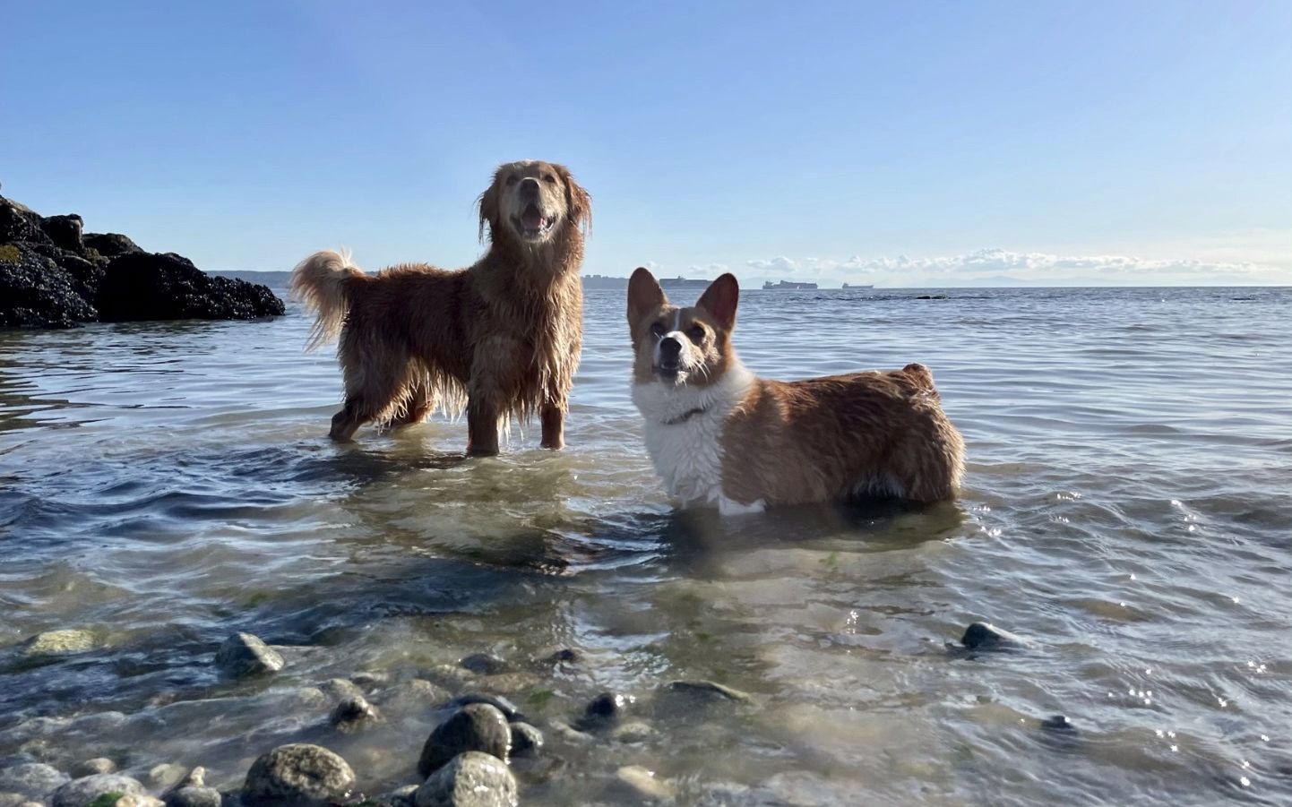 爱游泳的柯基狗狗之间真的很神奇