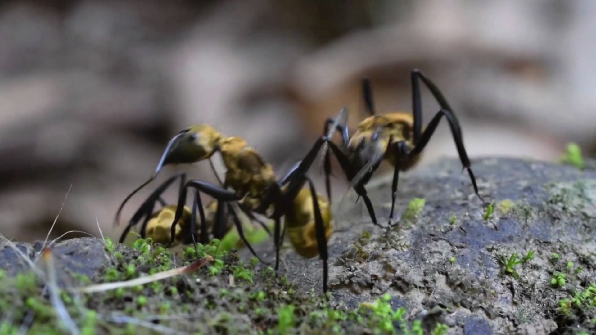 浑身金毛的黄金蚂蚁 丝腹弓背蚁 camponotus sericeiventris
