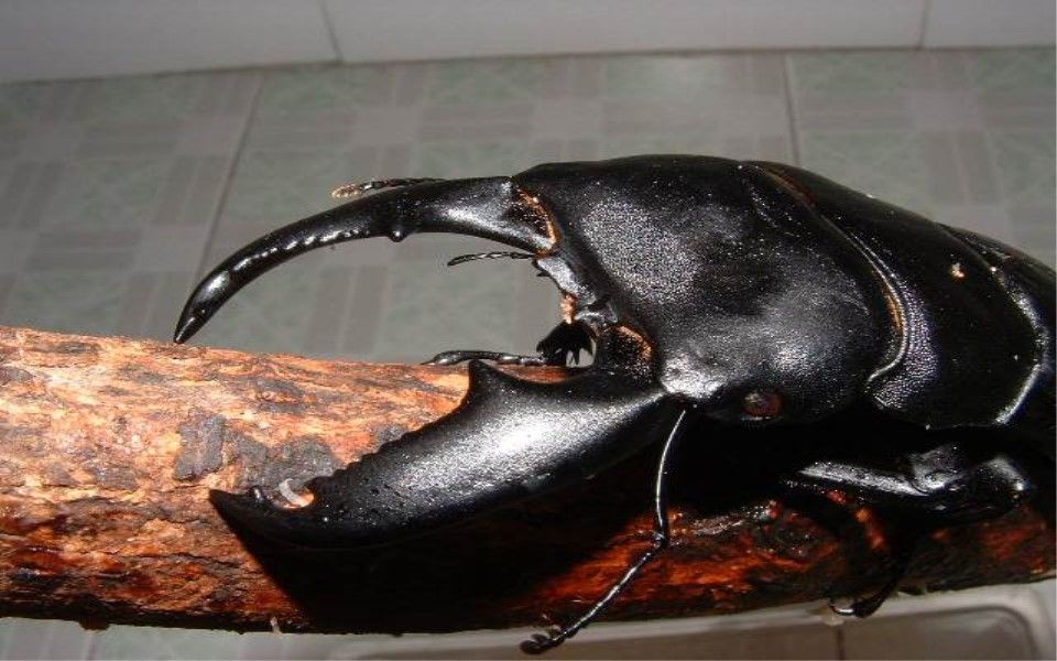 锹甲皇帝a组第一轮第一战苏门答腊巨扁vs苏门答腊宽扁