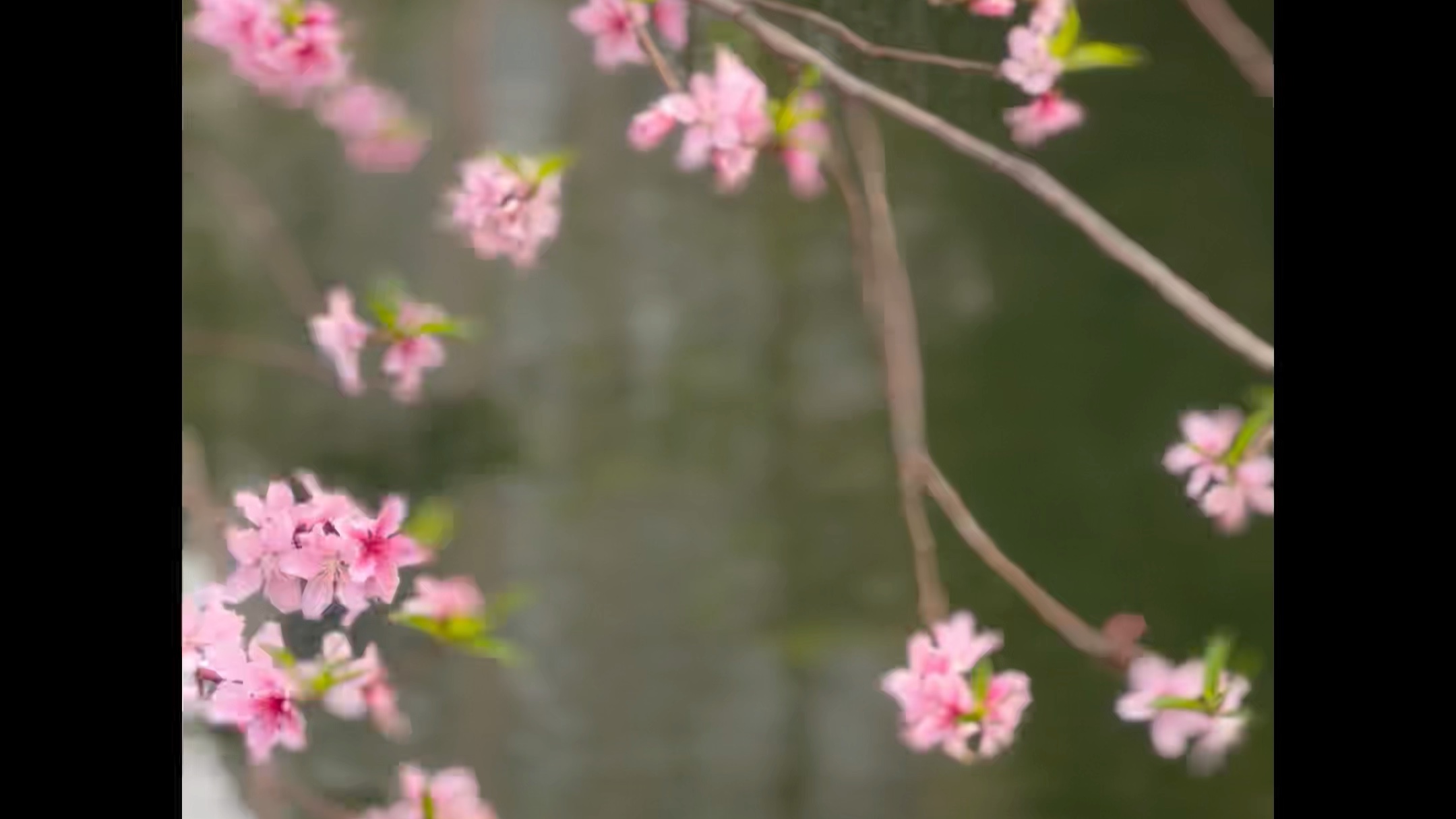 桃花潭水哔哩哔哩bilibili