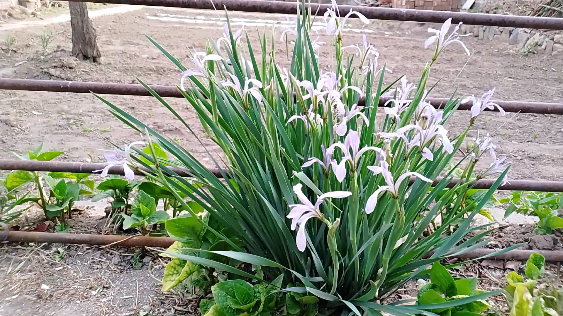北方农村院落里的一珠兰花