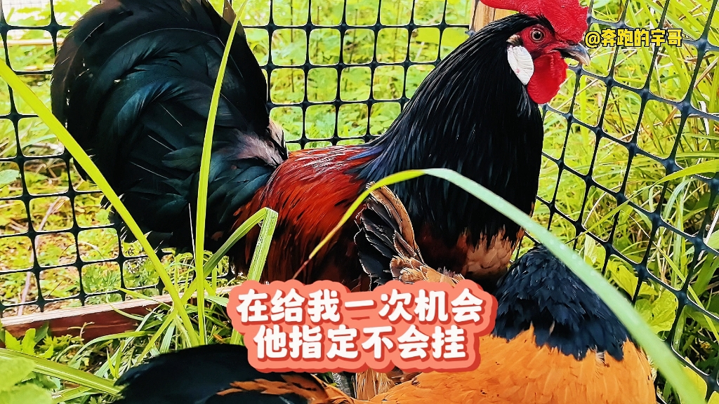 德国两头乌红鸡,说走就走