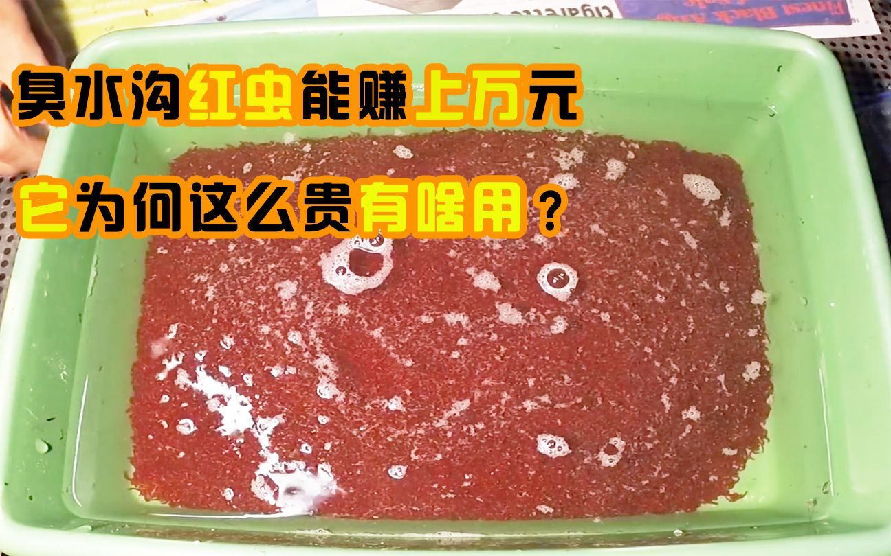 臭水沟红虫售价上万元,它为什么这么值钱,红虫到底有啥用呢?哔哩哔哩bilibili