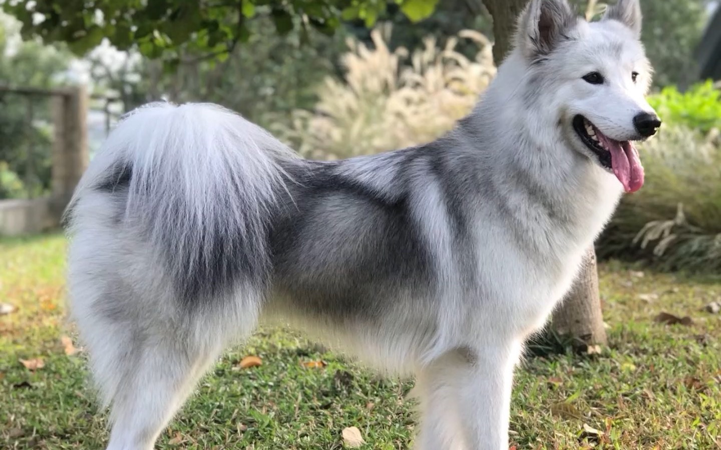 二傻结晶阿拉与萨摩耶串出来的修勾勾睡觉篇