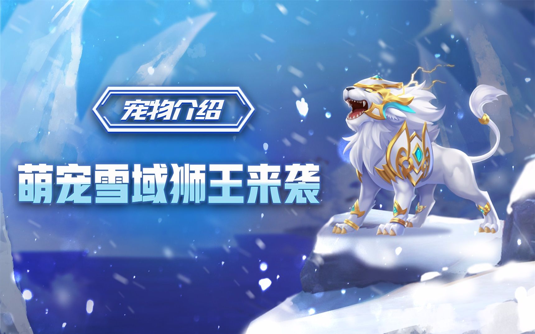 宠物介绍霸气萌宠雪域狮王来袭