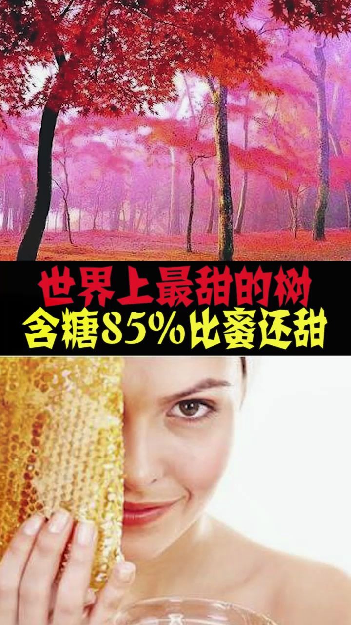 世界上最甜的树,含糖量高达85%,被称为“糖果树”哔哩哔哩bilibili