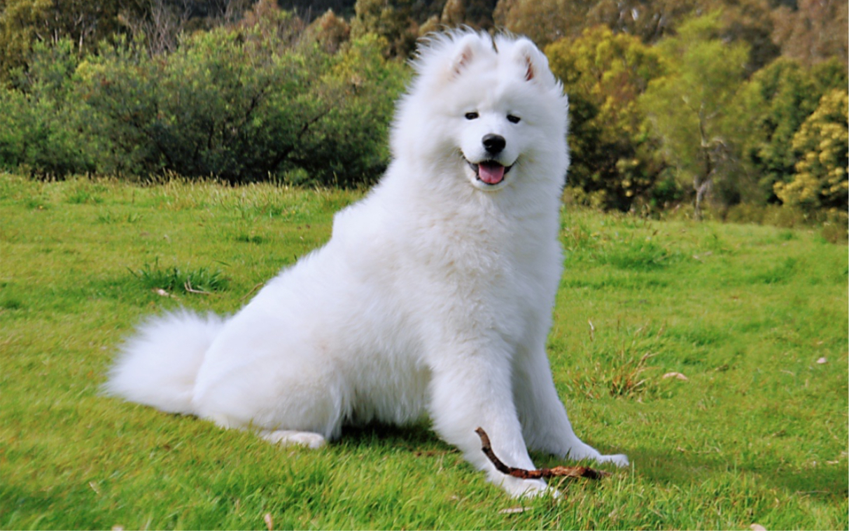 手把手教你成为一只合格的冠军犬