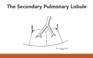 Tải video: 胸部ct--HRCT基础概念，次级肺小叶