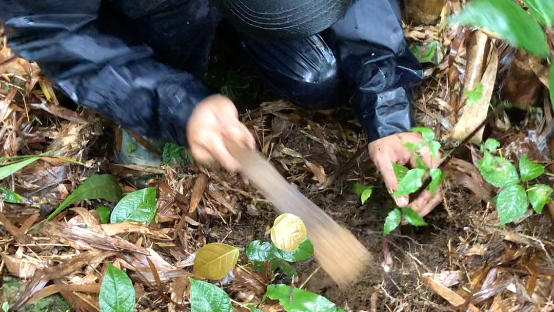 [图]七叶一枝花是名贵药材也可以当盆景养着，俗话说屋有七叶一枝花，毒虫不敢进我家，无名肿毒一把抓