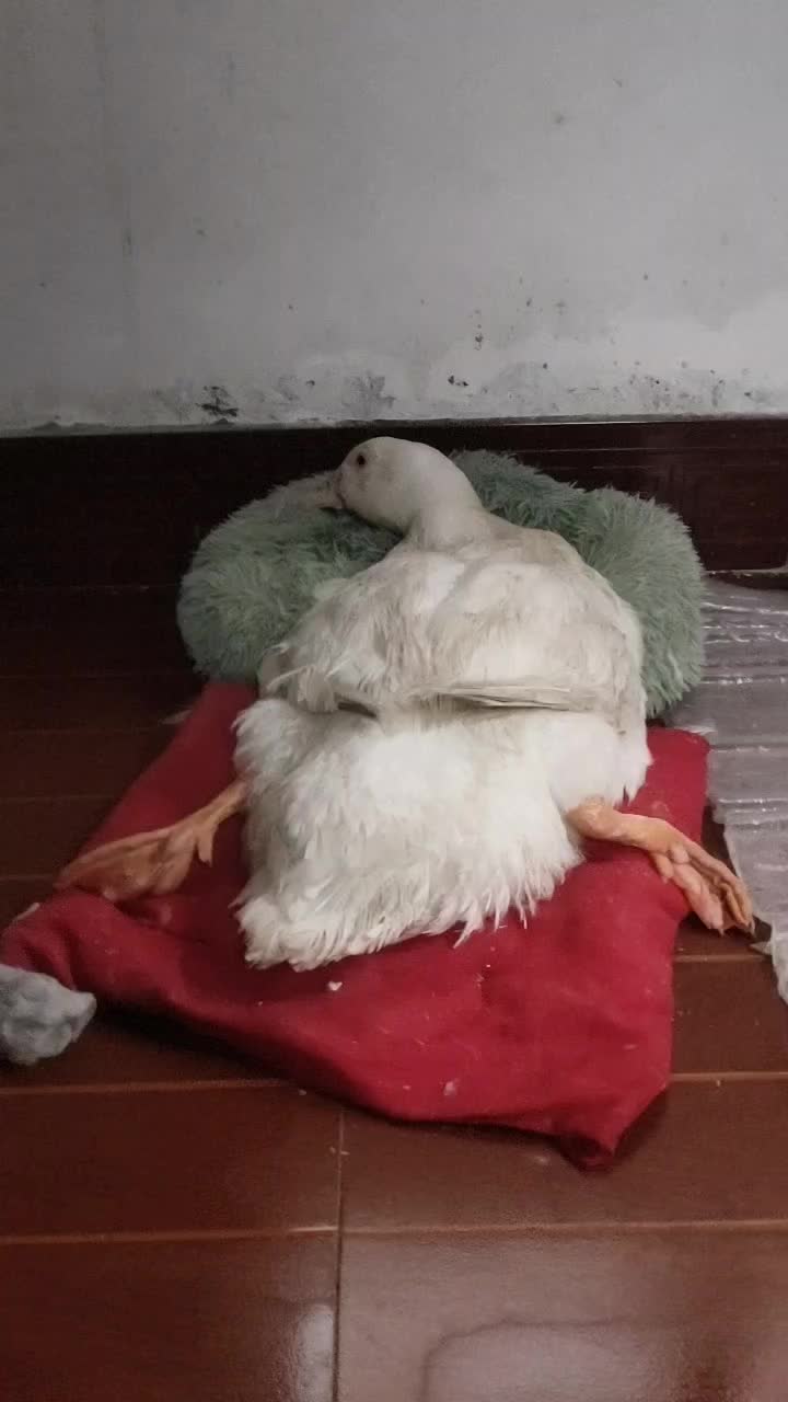 微笑搞笑大鹅走了,怀念过去!