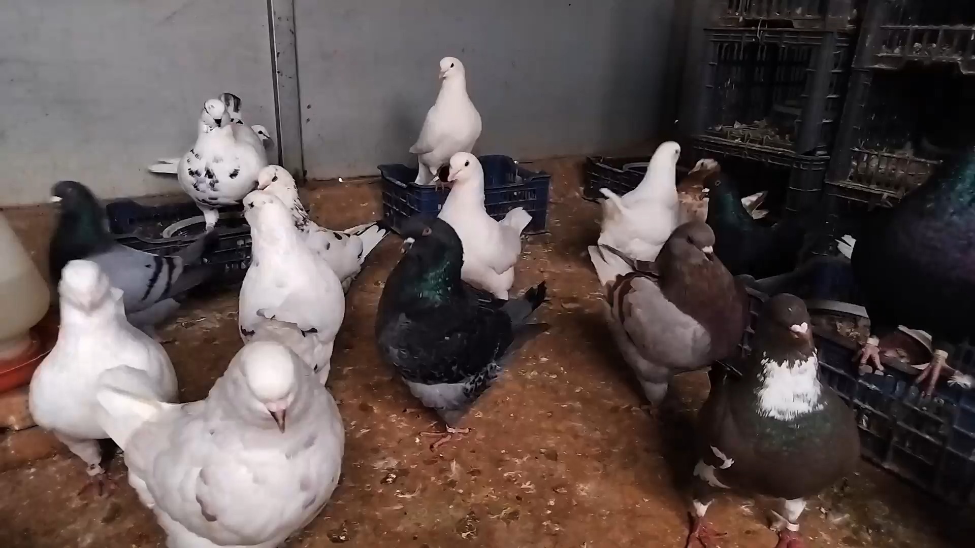 新上一批白色元宝种鸽,你还在犹豫什么?