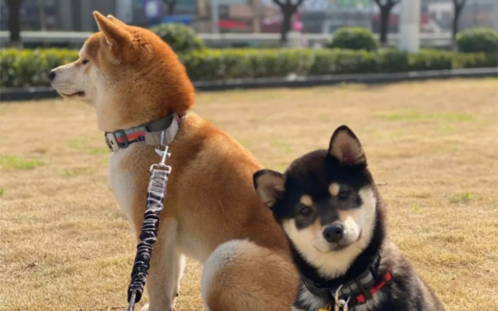 柴犬 黑柴 黄柴 樱花犟种