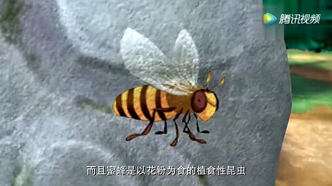 熊大带你认识蜜蜂和虎头蜂哔哩哔哩bilibili