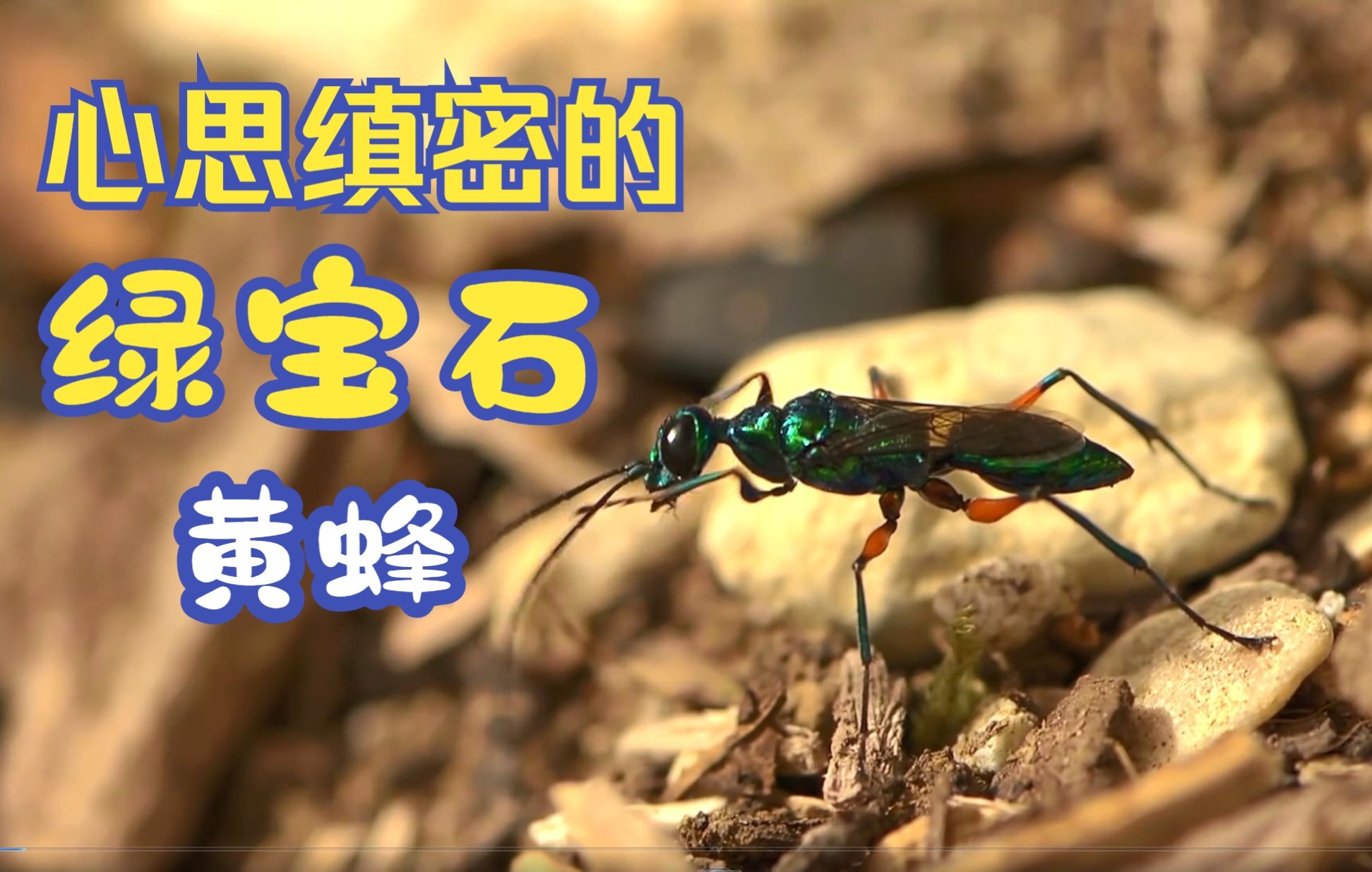 绿宝石黄蜂顶级的昆虫杀手