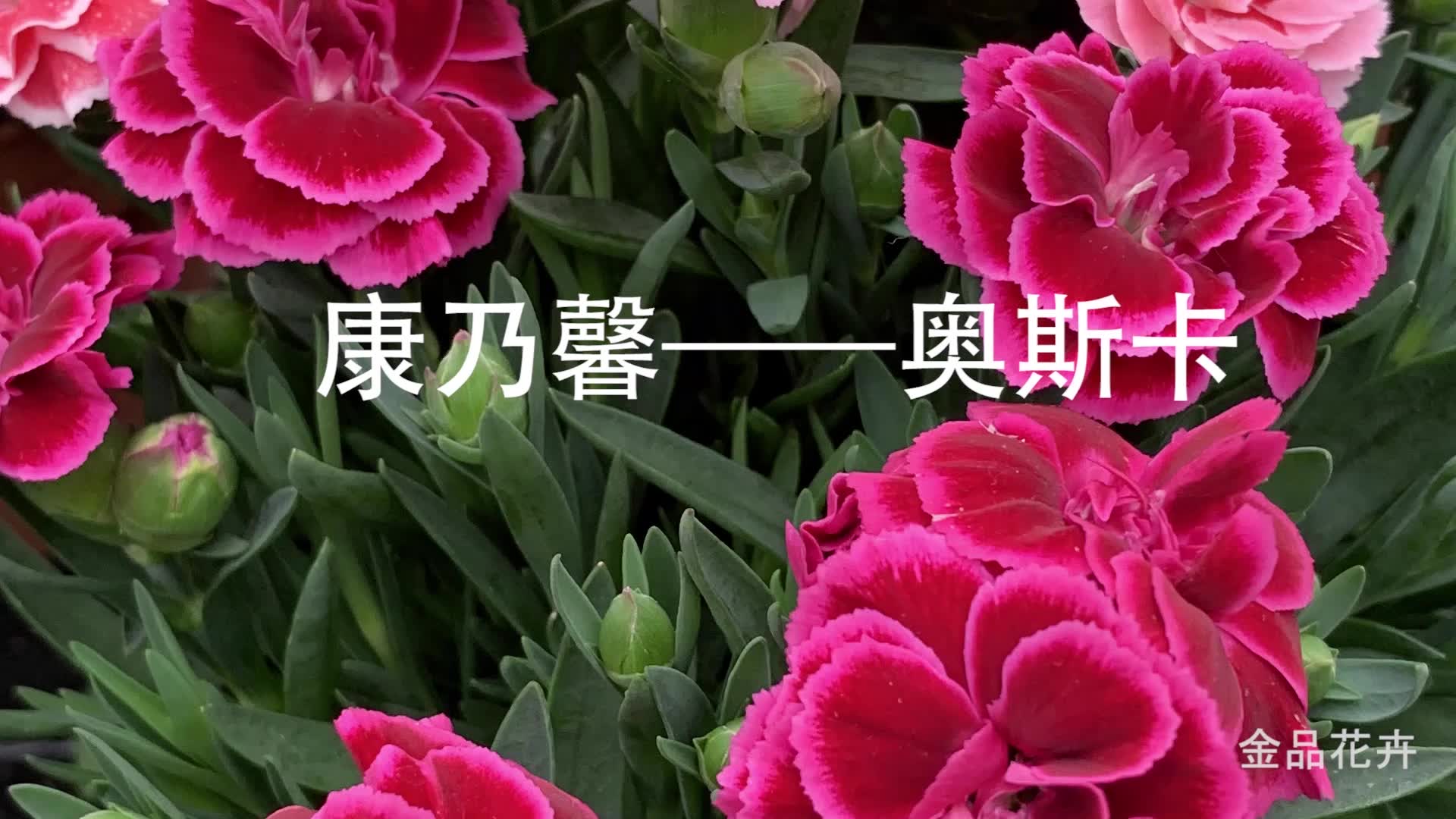 康乃馨——奥斯卡