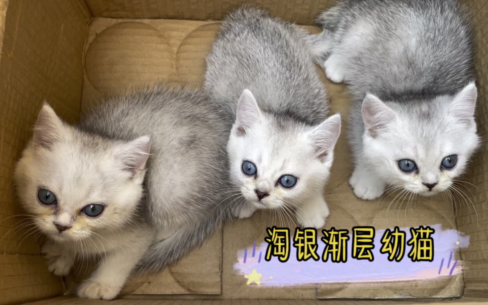 宠物猫银渐层的价格是多少?不妨来了解一下.哔哩哔哩bilibili