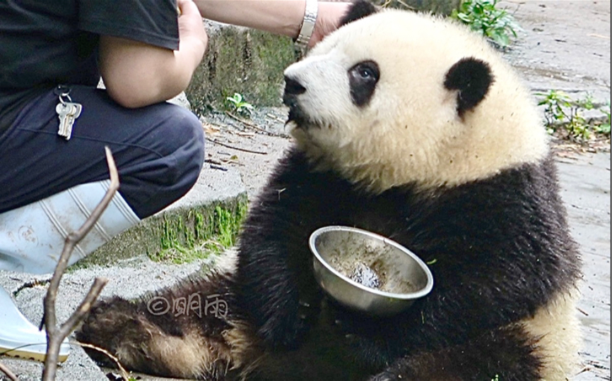 [图]和花：爷爷，碗洗干净了！谭爷爷：还没有，你看嘛【大熊猫和花】