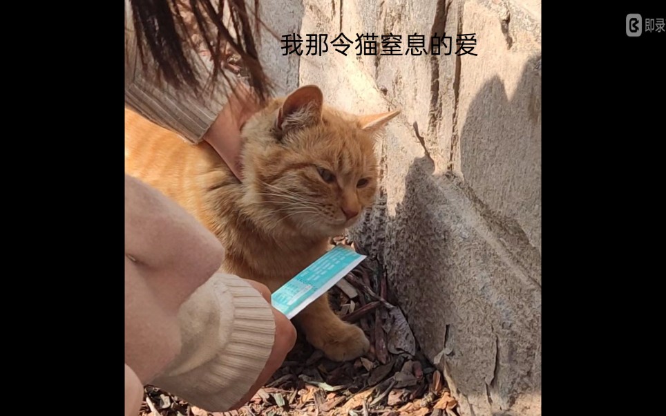 科大部分猫猫图鉴哔哩哔哩bilibili